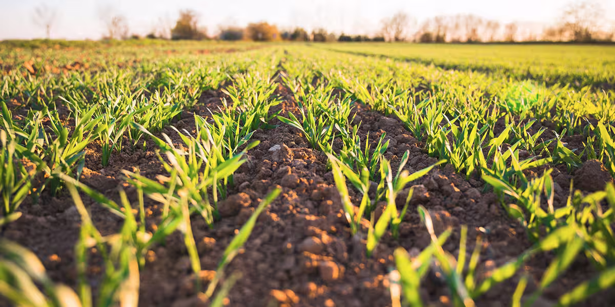 Visual data for agricultural research project image 1